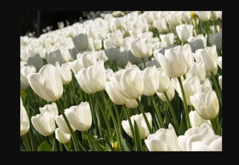 Ý nghĩa hoa tulip trắng trong cuộc sống