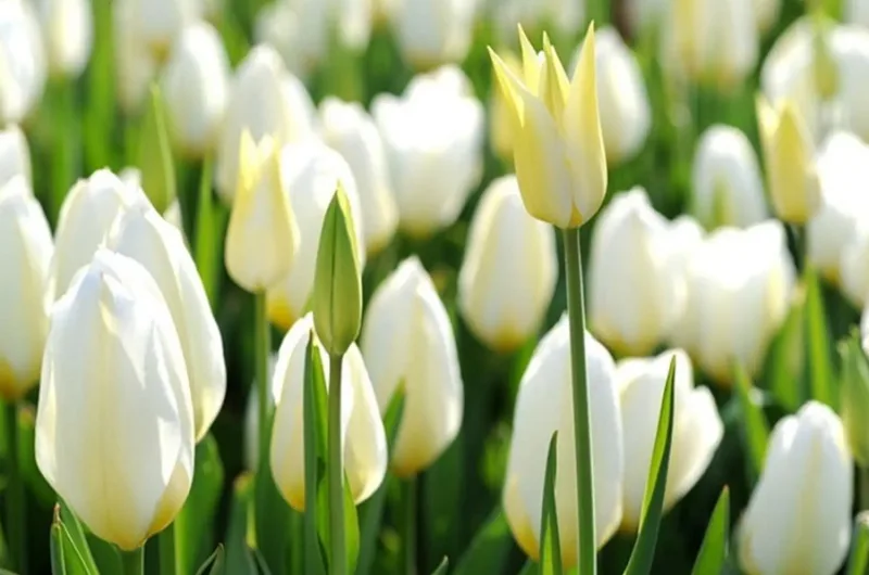 Hoa tulip trắng có ý nghĩa gì?